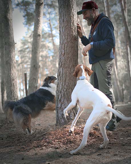 Hundebetreuung Pfotenfreunde