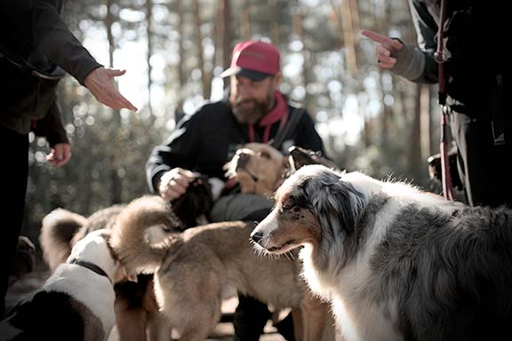 Hundebetreuung Pfotenfreunde