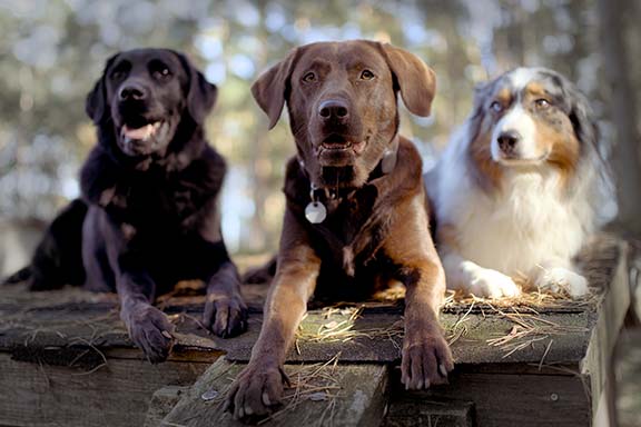 Hundebetreuung Pfotenfreunde