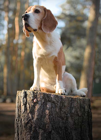 Hundebetreuung Pfotenfreunde