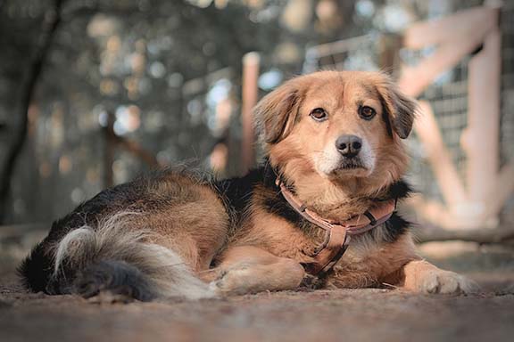 Hundebetreuung Pfotenfreunde