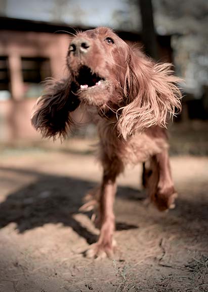Hundebetreuung Pfotenfreunde
