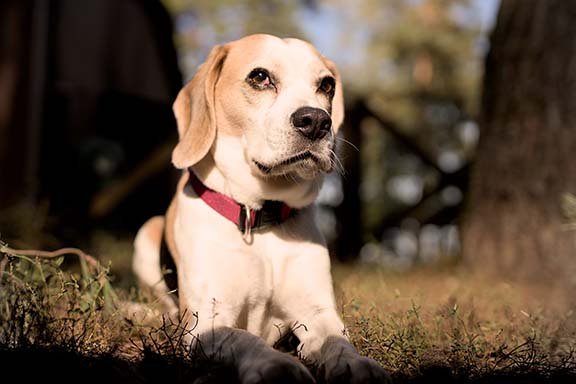 Hundebetreuung Pfotenfreunde