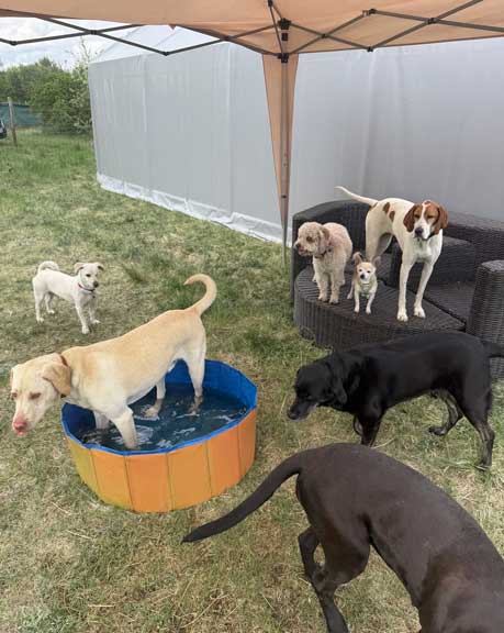 Hundebetreuung Pfotenfreunde