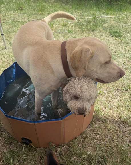 Hundebetreuung Pfotenfreunde