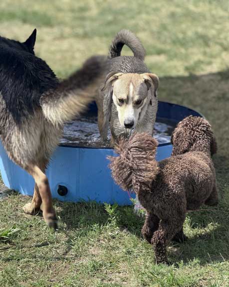 Hundebetreuung Pfotenfreunde
