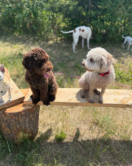 Hundebetreuung Pfotenfreunde