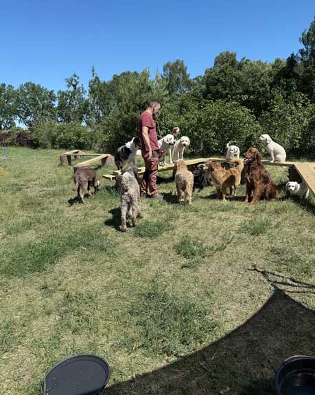 Hundebetreuung Pfotenfreunde