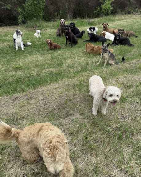 Hundebetreuung Pfotenfreunde