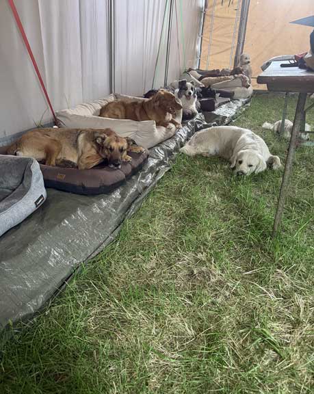 Hundebetreuung Pfotenfreunde