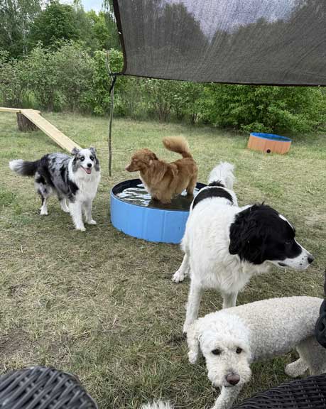 Hundebetreuung Pfotenfreunde