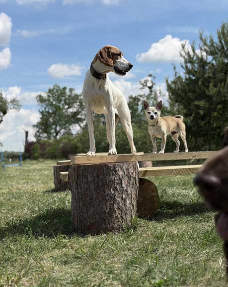 Hundebetreuung Pfotenfreunde